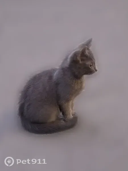 Найдена кошка, Район Басманный (г Москва), Большой Златоустинский, д. 3А 2, Москва — серый, очень социальный котенок - photo