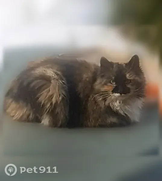 Пропала кошка, Коркино, Южный, д. 5, Коркино — миниатюрная, очень ласковая - photo