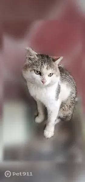 Пропала кошка, Деревня Кириллово, Озерная, д. 11, Кириллово — у него рана на левой щеке - photo