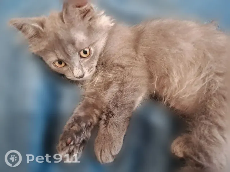 Кошка ищет дом, Батайск — девочке примерно 3 месяца, дымчатая с ореховыми глазами - photo