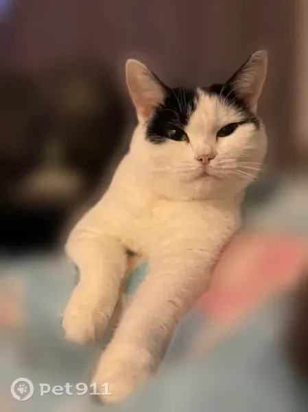 Пропала кошка, Космонавта Николаева А.Г., Чебоксары — черно-белая кошечка, нежная - photo