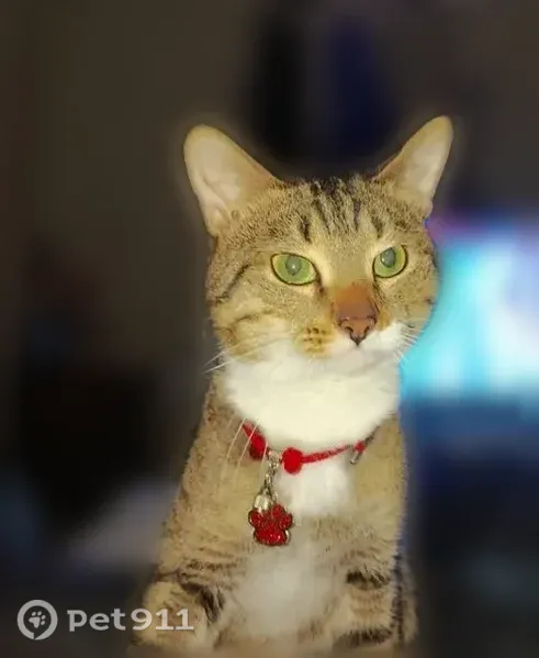 Пропала кошка, Район Приокский (г Нижний Новгород), Гагарина, д. 80, Нижний Новгород — коричнево-полосатая, с белой грудкой и ошейником - photo
