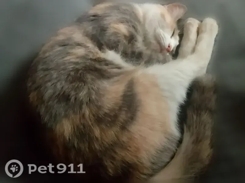 Пропала кошка, Космическая, д. 4, Кемерово — трёхцветная кошка Пыша - photo