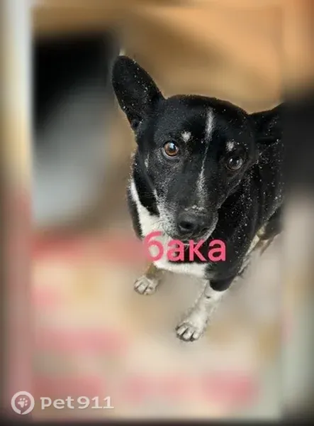 Пропала собака, Кропоткин, 4 Промышленный, д. 17/1, Кропоткин — кличка Малыш, средний размер - photo