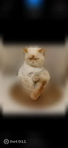 Пропала кошка, Конаково, Чапаева, Конаково — кот нуждается в лечении - photo