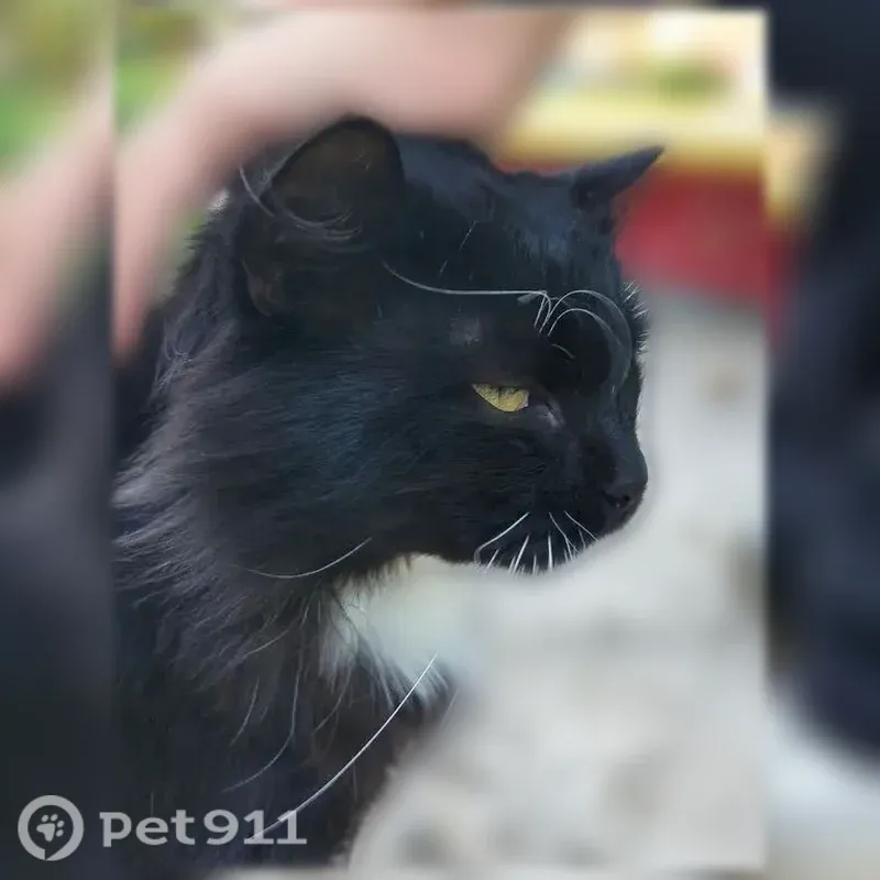 Кошка ищет дом, Томск, Карташова, д. 58 — чёрный окрас с белой грудкой и лапками - photo