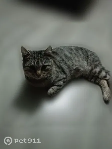 Пропала кошка, Никологоры - photo