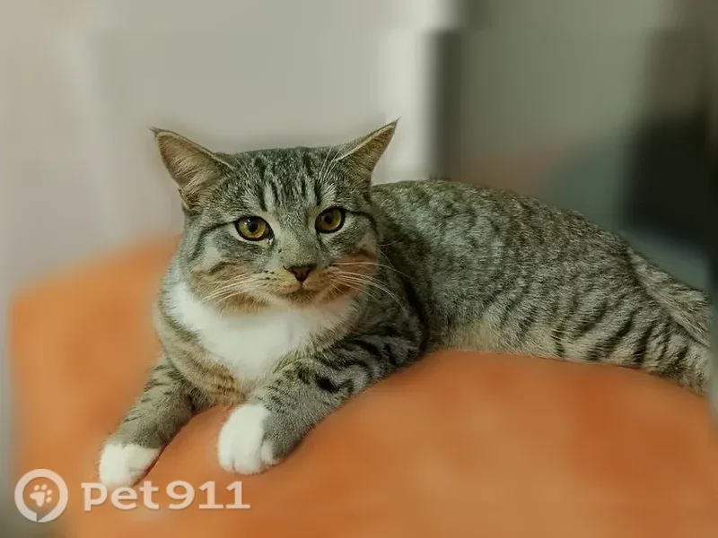 Пропала кошка Мальчик, Нижний Новгород (rl1245591) - photo