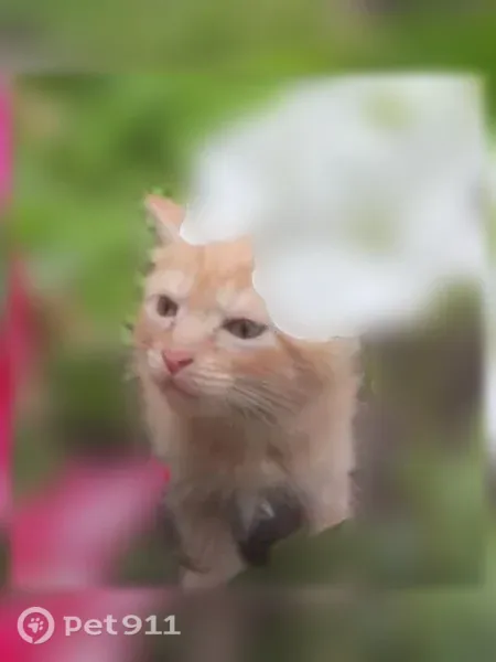 Кошка ищет дом, Иваново — рыжий котёнок, активный - photo