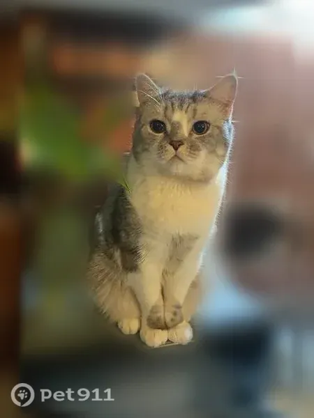 Пропала кошка, Нижний Тагил, Жданова, д. 16 — полненький кот - photo