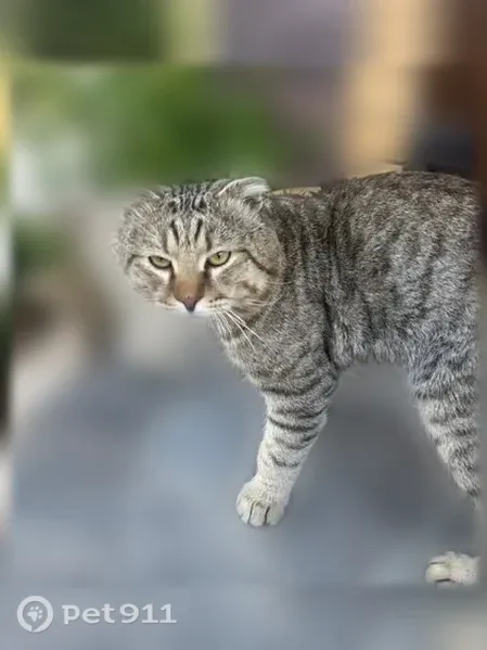 Пропала кошка, Войска Терского, Пятигорск — крупный котик ~6 кг - photo