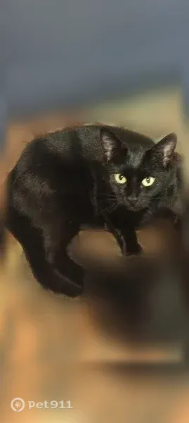 Пропала кошка, им. Максима Горького, д. 52, Краснодар — чёрная Буся, 5 лет - photo