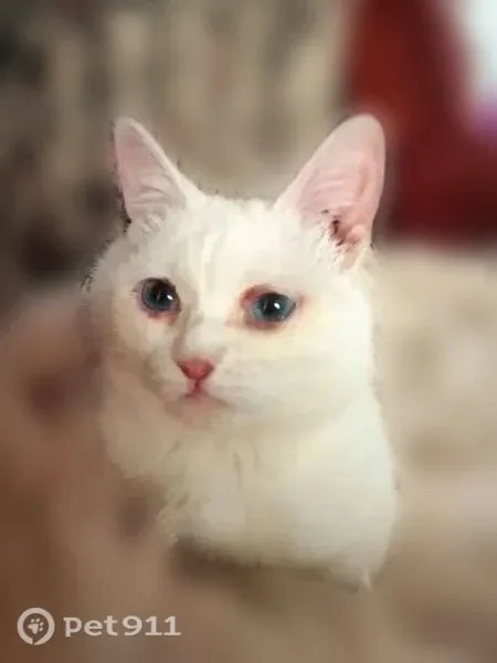 Пропала кошка, Рабочий поселок Тальменка, Рабочая, Тальменка — белая кошечка, глухая - photo