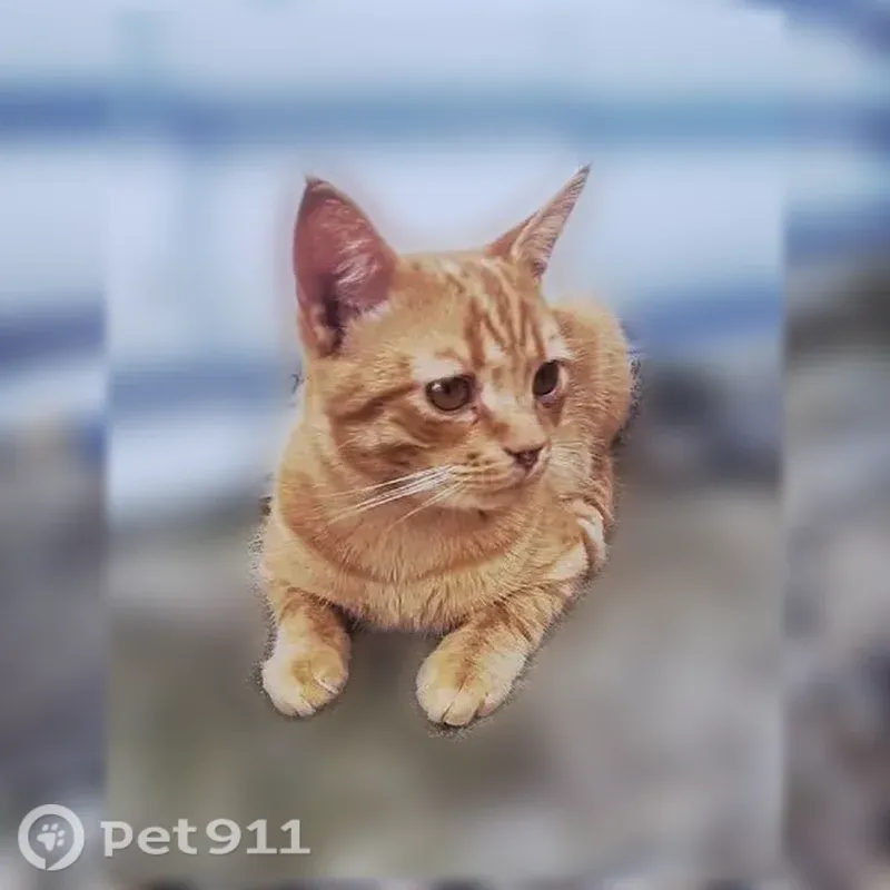 Пропала кошка, Калуга, Современная, д. 5/1 — ласковый рыжий котёнок 10 месяцев - photo