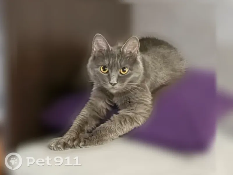 Пропала кошка, им. Космонавта Поповича, д. 106, Южно-Сахалинск — миниатюрная, серая пушистая шерсть, ярко-жёлтые глаза - photo