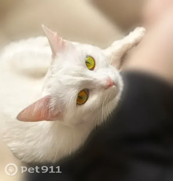 Пропала кошка, Москва, Ленинский, д. 94А — белая кошка с разноцветными глазами - photo