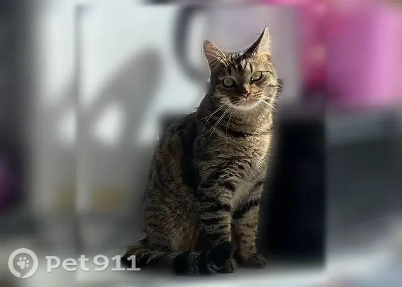 Пропала кошка, Бажова, д. 99, Екатеринбург — ласковая, кастрированная, ручная - photo