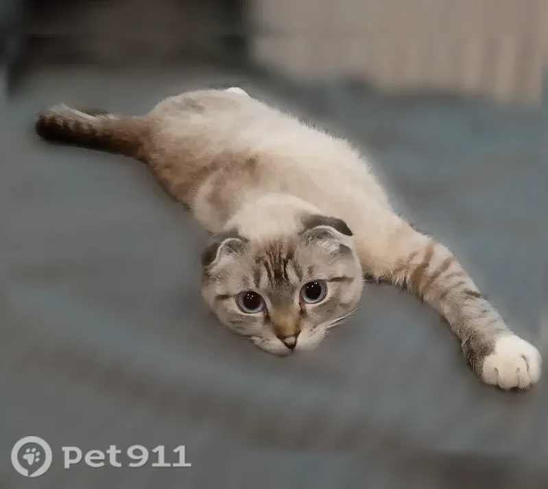 Пропала кошка, Брянск, Костычева, д. 41/2 — добрый котик по кличке Батон, Батоша - photo