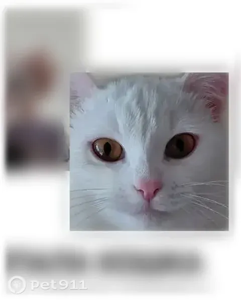 Пропала кошка, Казань, Меридианная, д. 30 — выпрыгнула из окна, белая - photo