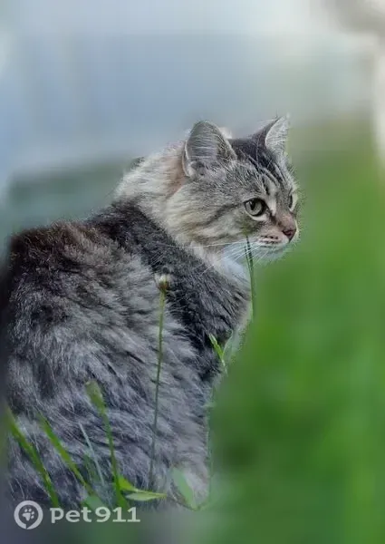 Пропала кошка, Поселок Пемба, Баженова, д. 4 — ласковый, не пугливый кот - photo