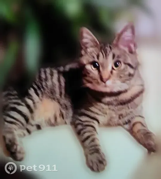 Пропала кошка, Гуково, Гагарина, д. 28 — пугливая, улицы не знает - photo