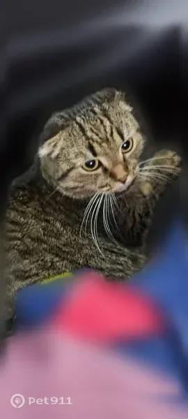 Пропала кошка, Деревня Большие Плоты — шотландская вислоухая Буся, 7 лет - photo