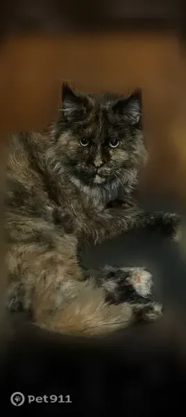 Пропала кошка, Деревня Алексеевка, Луговая, д. 24, Киселевск — разноцветная, 6 лет - photo