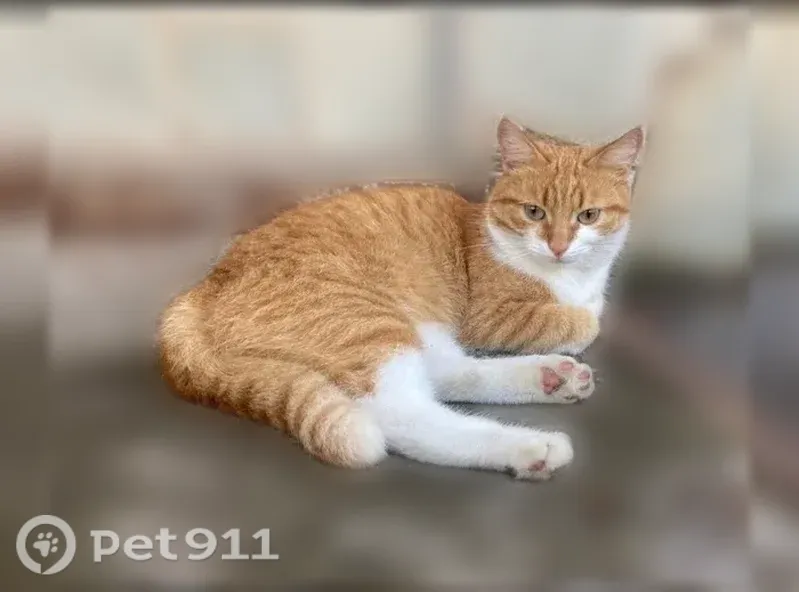 Пропала кошка, возле Калинина 81, Салават — небольшого размера - photo
