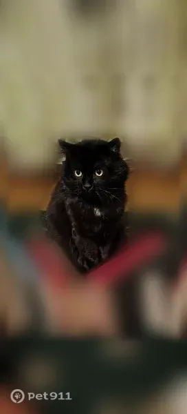 Пропала кошка, Поселок Ташенка — 7 лет, без ошейника - photo