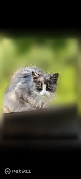 Найдена кошка, Деревня Три-Избы - photo