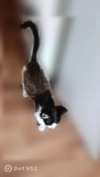 Кошка ищет дом, Анапа, Супсехское, д. 26 8 — ласковые котята, лоток знают - photo