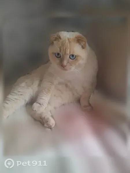 Пропала кошка, Район Советский (г Тамбов), Ново-стремянная, д. 6, Тамбов — вислоухая, улицы боится - photo