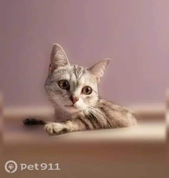 Пропала кошка, Ленина, д. 20, Азнакаево — светлосерая шерсть, серые полоски - photo