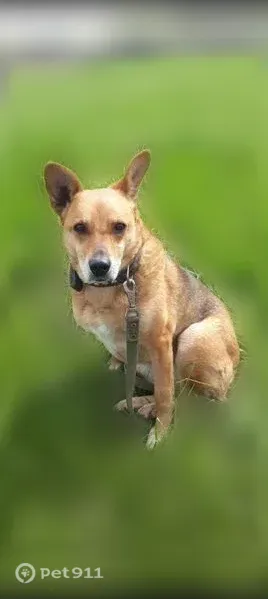 Пропала собака, Горячий Ключ, Красная, Горячий Ключ — короткий хвостик, стоячие ушки - photo