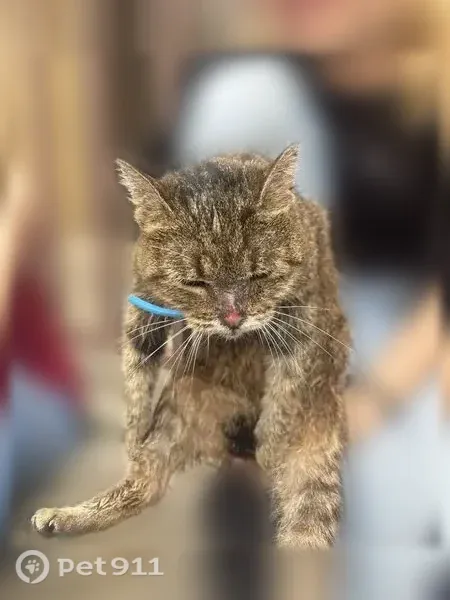 Кошка ищет дом, Большая Октябрьская, д. 73 2, Ярославль — кошечка с улицы, начала кашлять - photo