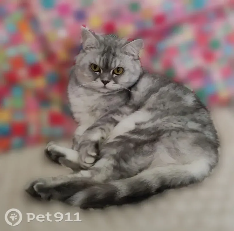 Пропала кошка, Район Волжский (г Саратов), Соборная, д. 11, Саратов — 9 лет, пугливая - photo