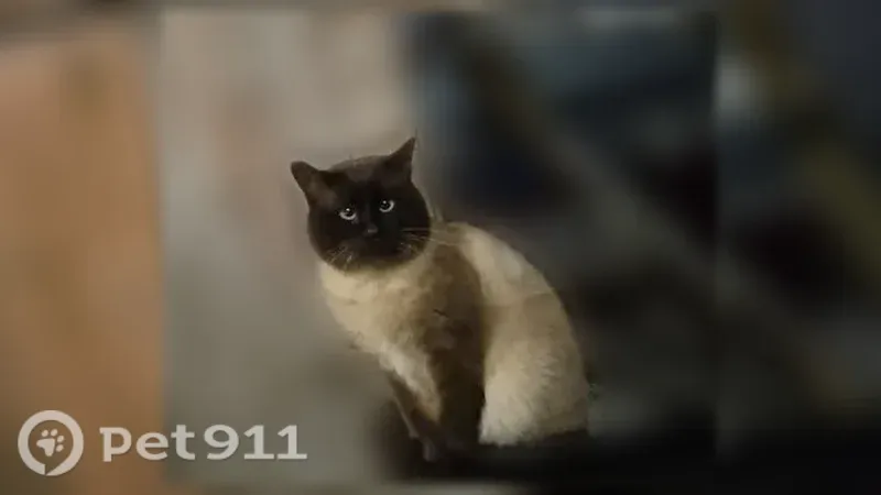 Пропала кошка, Рязань, Дягилево, д. 3 — взрослый тайский кот, откликается на Кокос - photo
