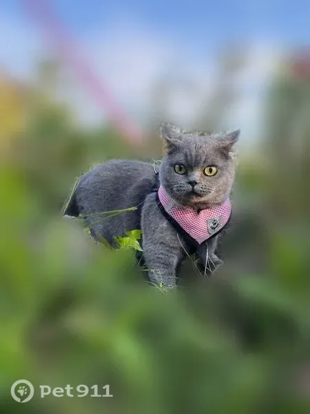 Пропала кошка, Село Иглино, Солнечная, Иглино — домашняя, пугливая - photo