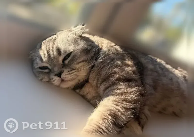 Пропала кошка, Ульяновск, Камышинская, д. 55, Ульяновск — спокойный кот - photo