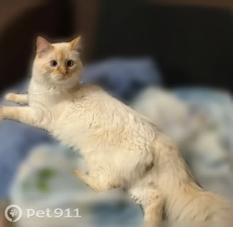 Пропала кошка, Сельский поселок Плеханово, Пушкинская, д. 36, Плеханово — белого цвета, с рыжей мордочкой - photo