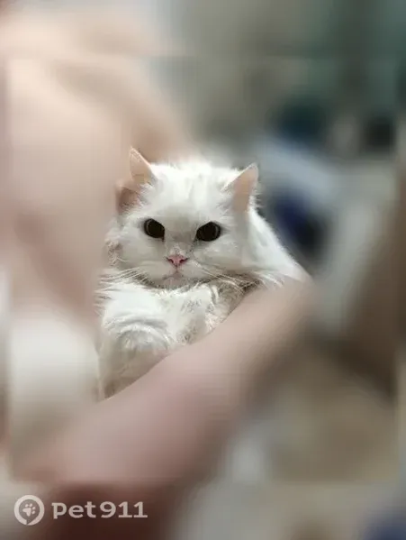 Пропала кошка, Восточная, Ижевск — пожилая, белая, пугливая - photo