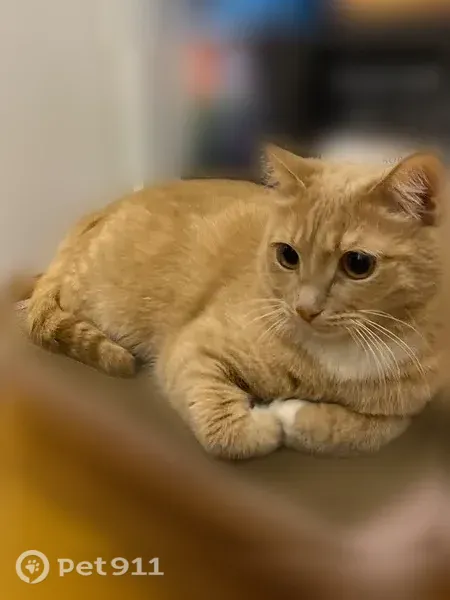 Пропала кошка, Москва, Алымова, д. 3 — кот Марс, 6 лет, пугливый - photo