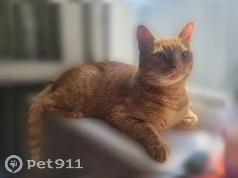 Пропала кошка, Район Вороново, Москва — ярко рыжая, 3,5 года - photo