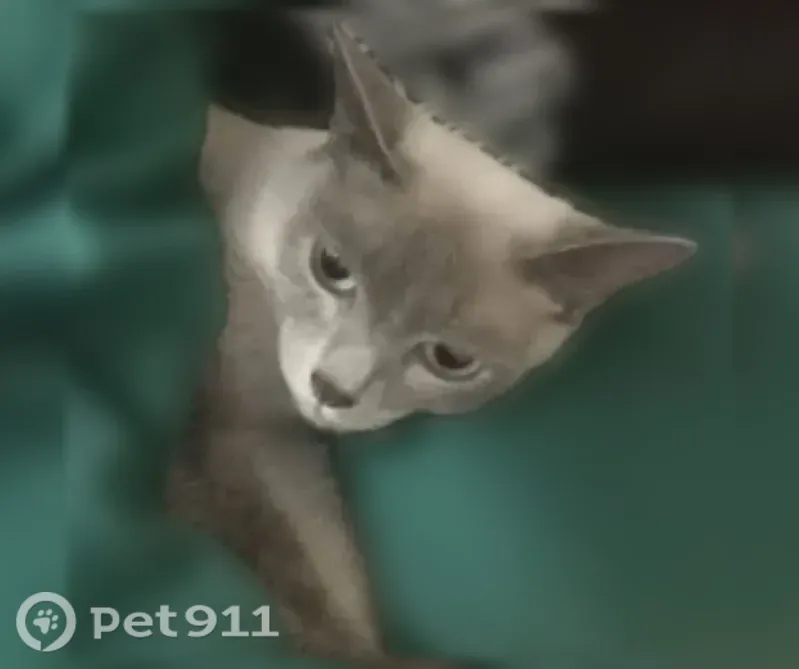 Пропала кошка, Новосибирск, Заречная, д. 4 — дымчатая, короткий хвост, голубые глаза - photo