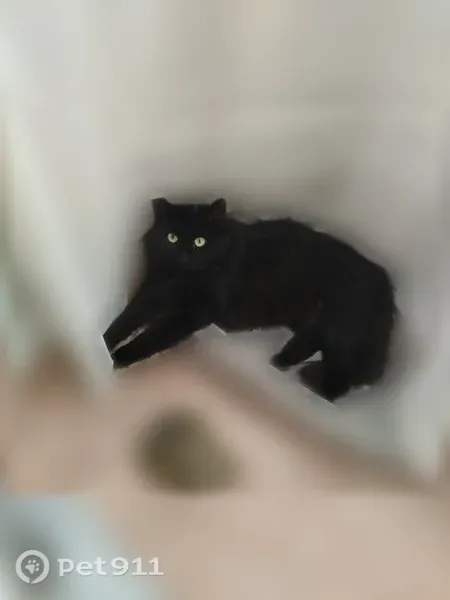 Пропала кошка, Котельники - photo