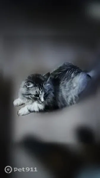 Пропала кошка, 4-й Ростовский, д. 2/2, Москва — помесь сибирского кота, серо-белая - photo