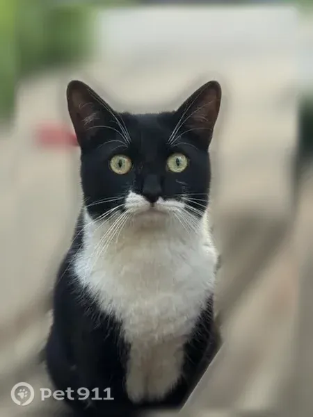Пропала кошка, Шестагинская, д. 77, Тейково — дружелюбный кот, 1 год - photo
