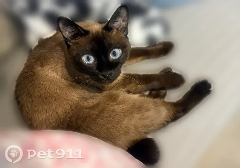 Пропала кошка, Калуга, Соловьиная — короткий хвостик крючком - photo
