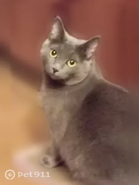 Пропала кошка, Уссурийск, Советская, д. 101 — порода русская голубая, полноватая - photo