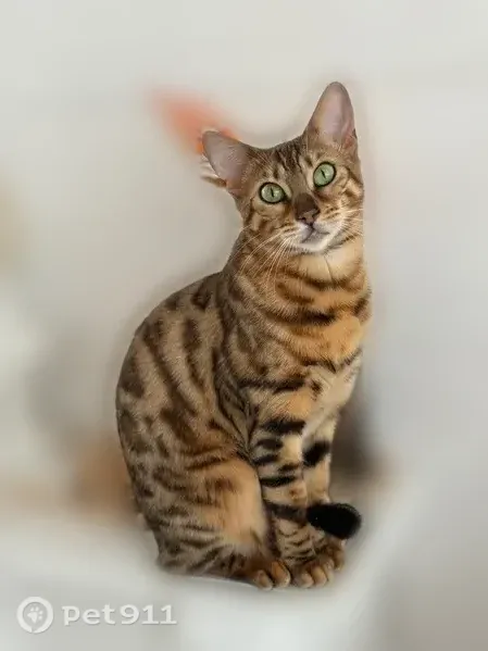Пропала кошка, Казань — бенгальская кошка, пугливая - photo